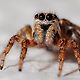 Giantspider MacGiantspiderson