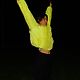huia