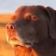 cdoggydog1