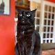 ludovic_meow