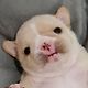 Ham :3