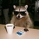 raccoon