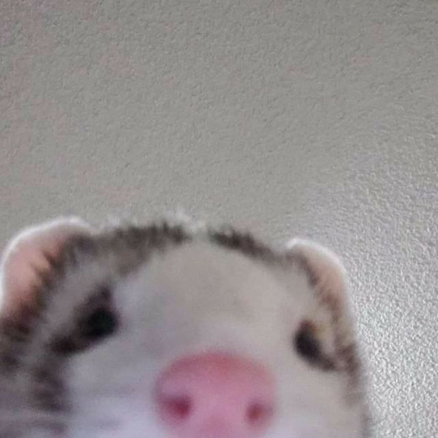 Camille