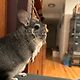 Teterboro The Chinchilla