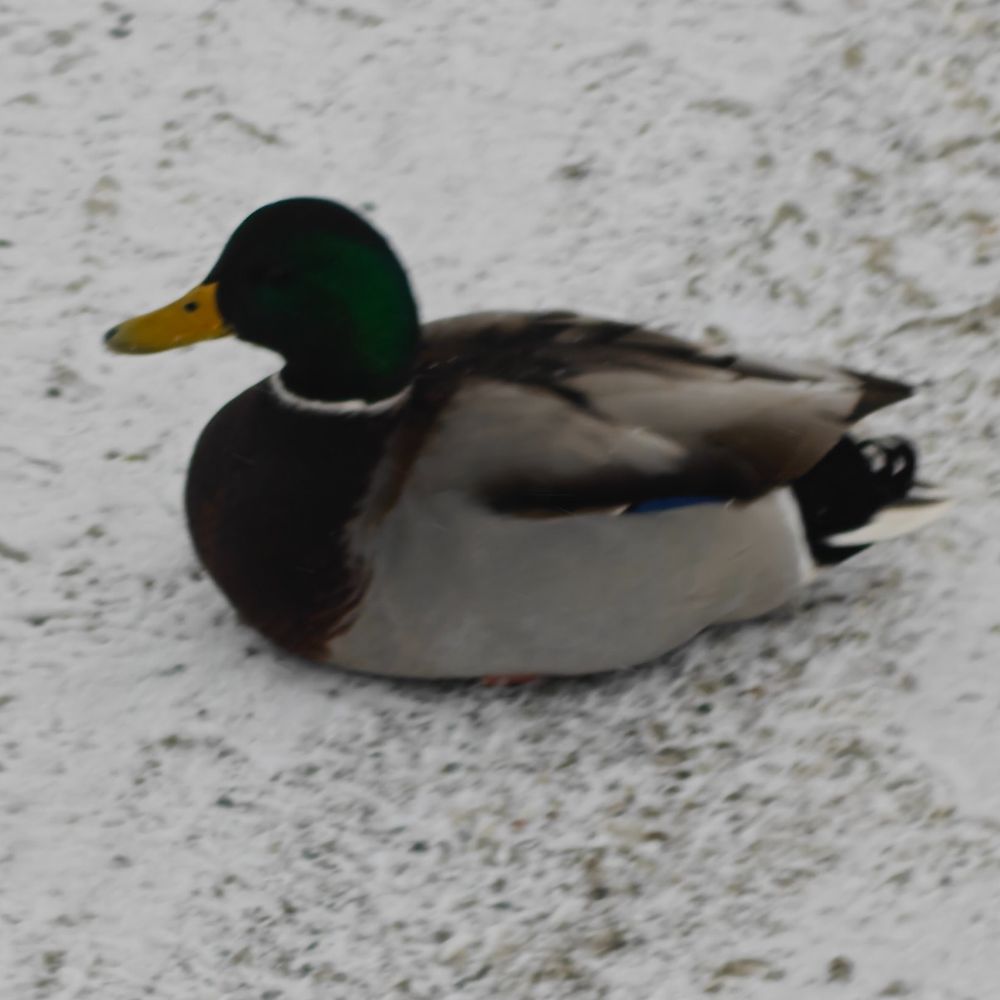 Letterboxd profile picture for @disk