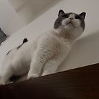 miahccheung
