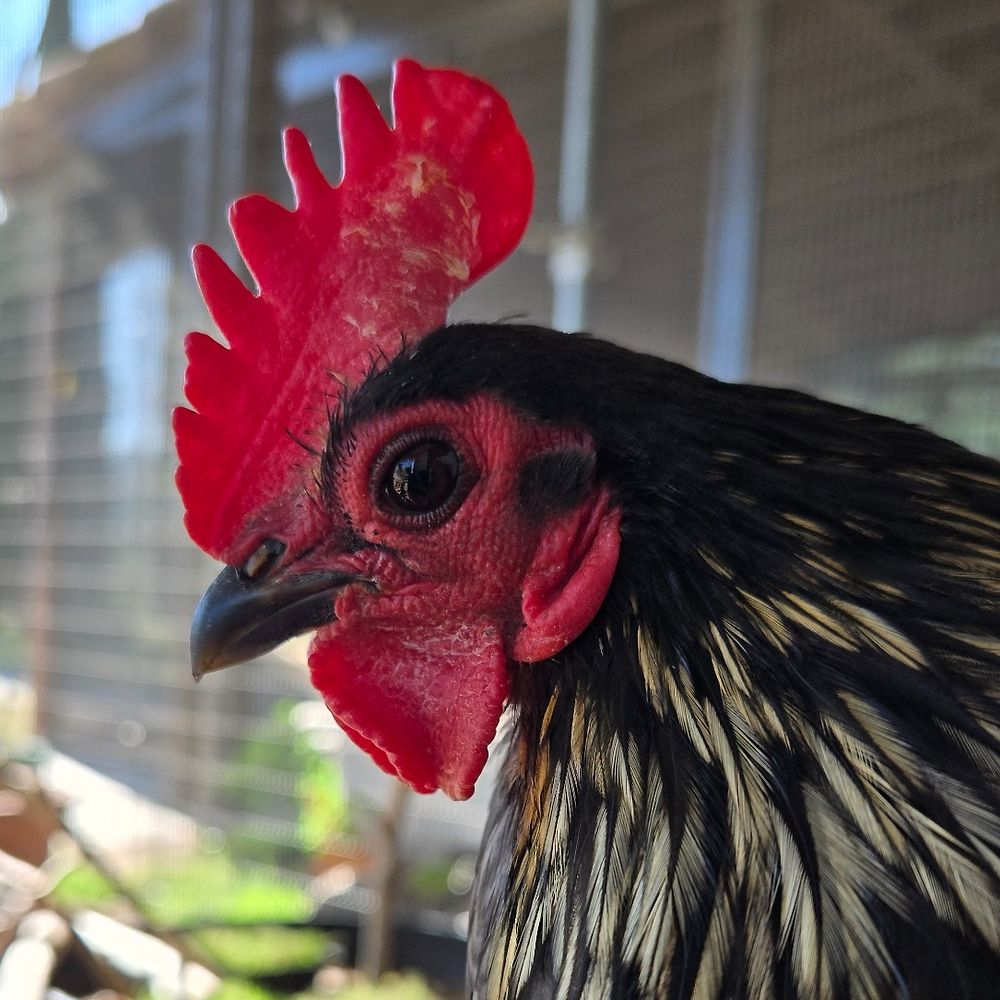 Roosterama