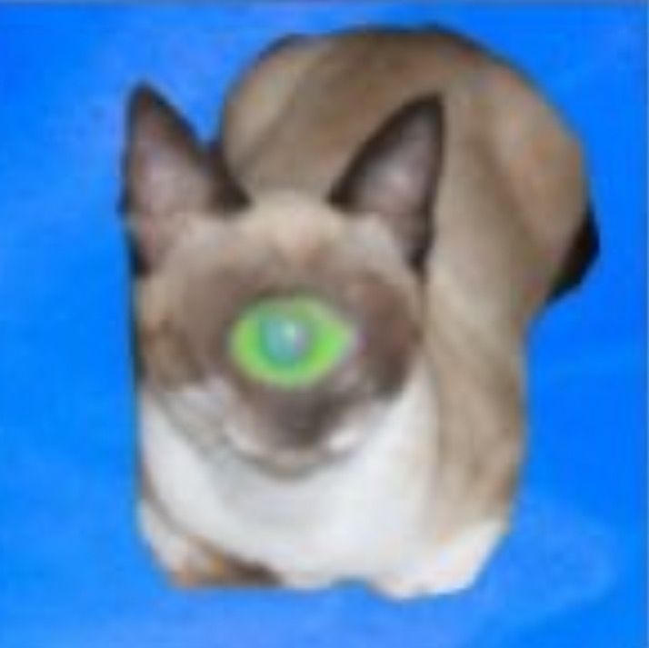 condefaggula