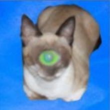 condefaggula