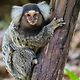 commonmarmoset