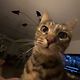 venusthecat