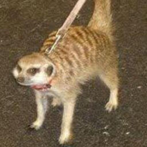 Letterboxd profile picture for @crap
