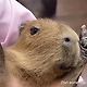 The Capybara