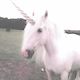 222unicorn