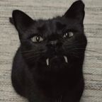 Kitty Cookies