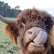 deepthroatedcow