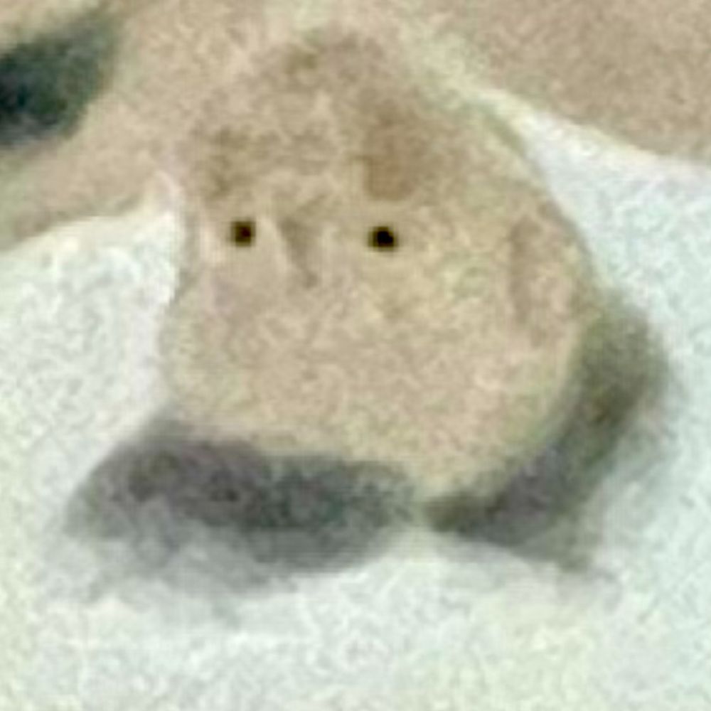 veileel