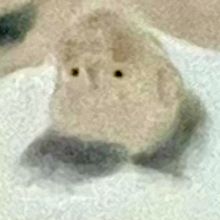 veileel