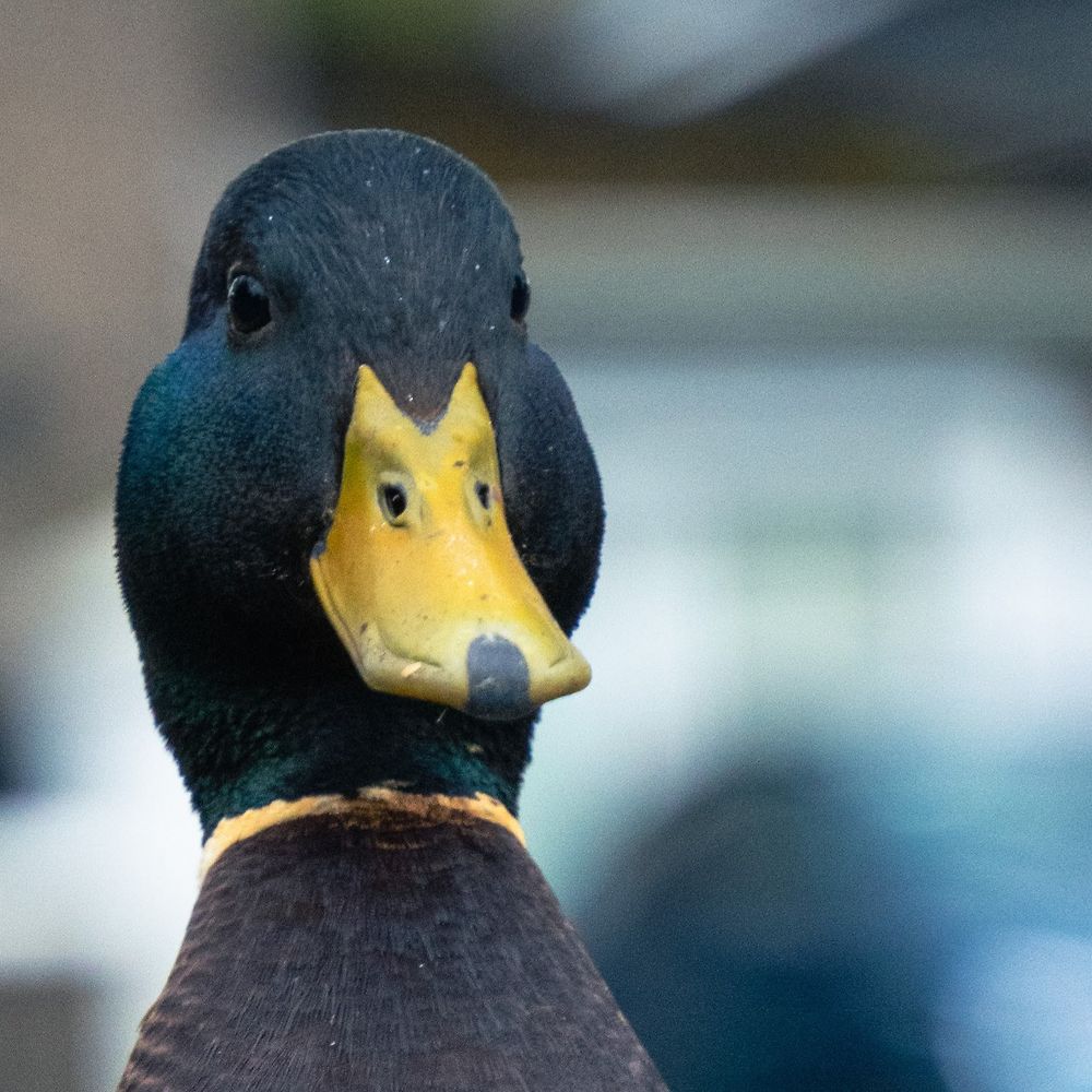 Letterboxd profile picture for @M_LED