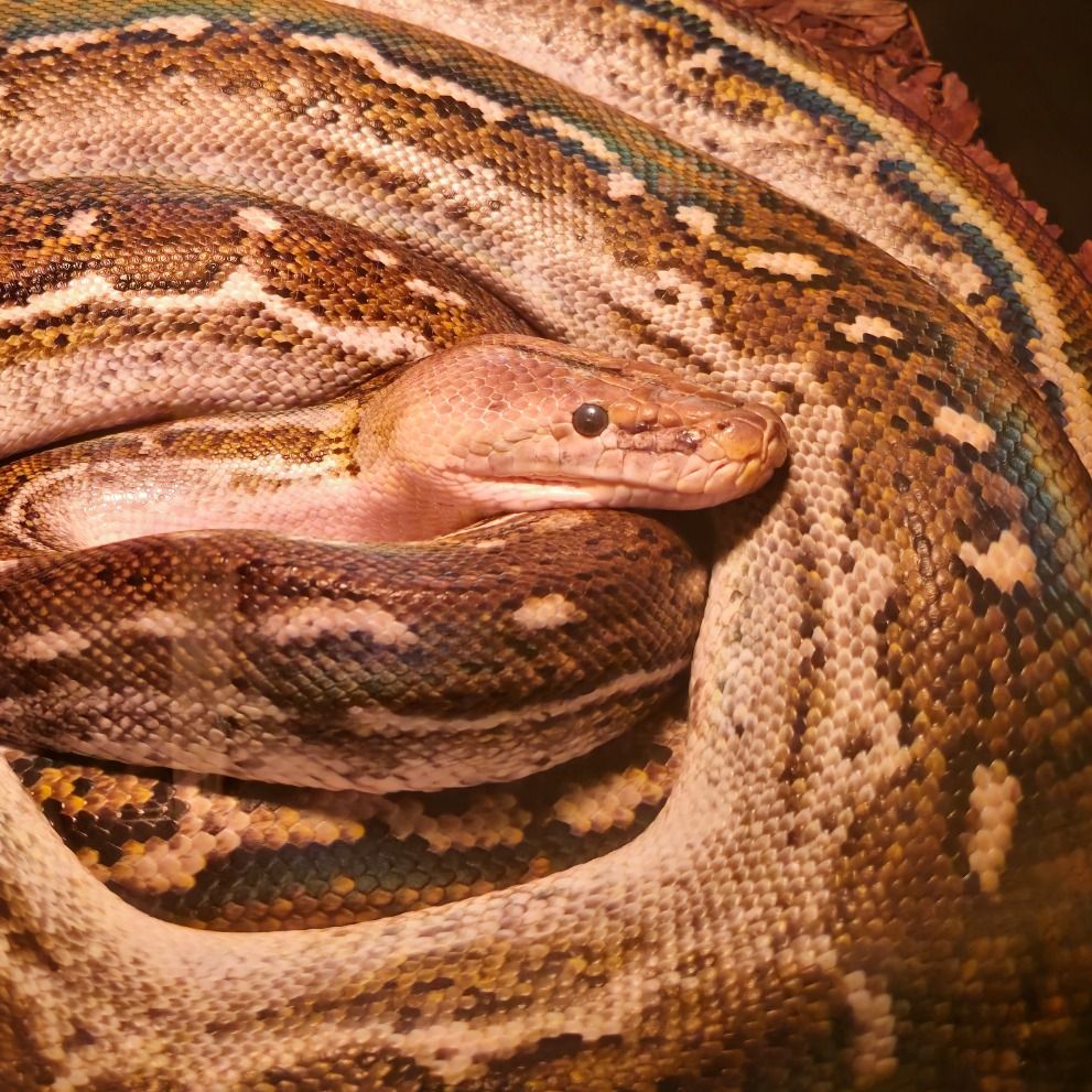 Letterboxd profile picture for @Reptiles