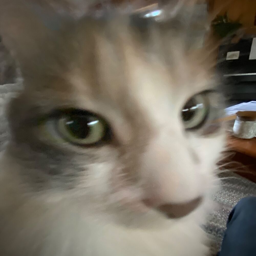 Letterboxd profile picture for @demux