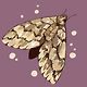 laminatedmoth