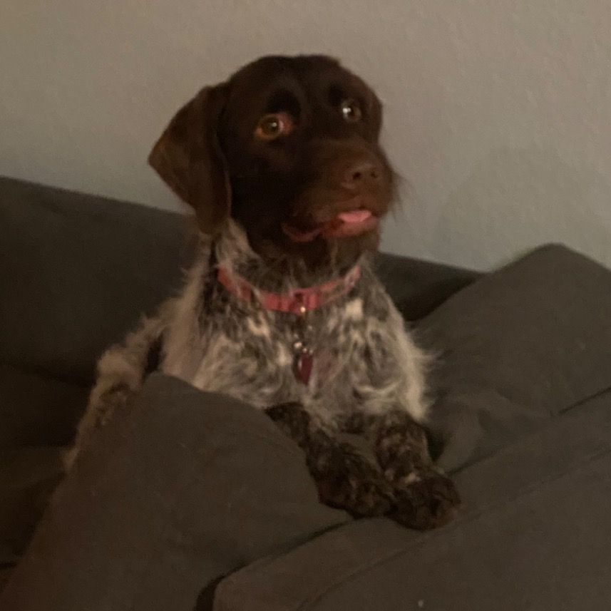 ava