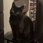 Dan’s Litter Box