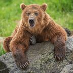 boredgrizzly