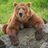 boredgrizzly
