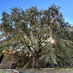 zolaniu