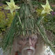 Fungushead