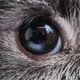 Watchrabbit