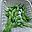 edamame_faith