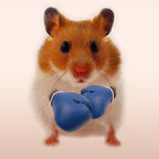 Boxhamster