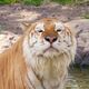 chatrouille
