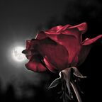 thedarkswan