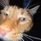 jesse