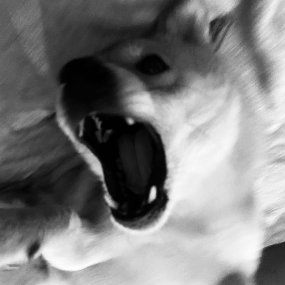 Letterboxd profile picture for @haribo