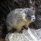 tatzelwurmz