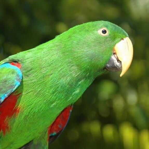 Letterboxd profile picture for @Parrots