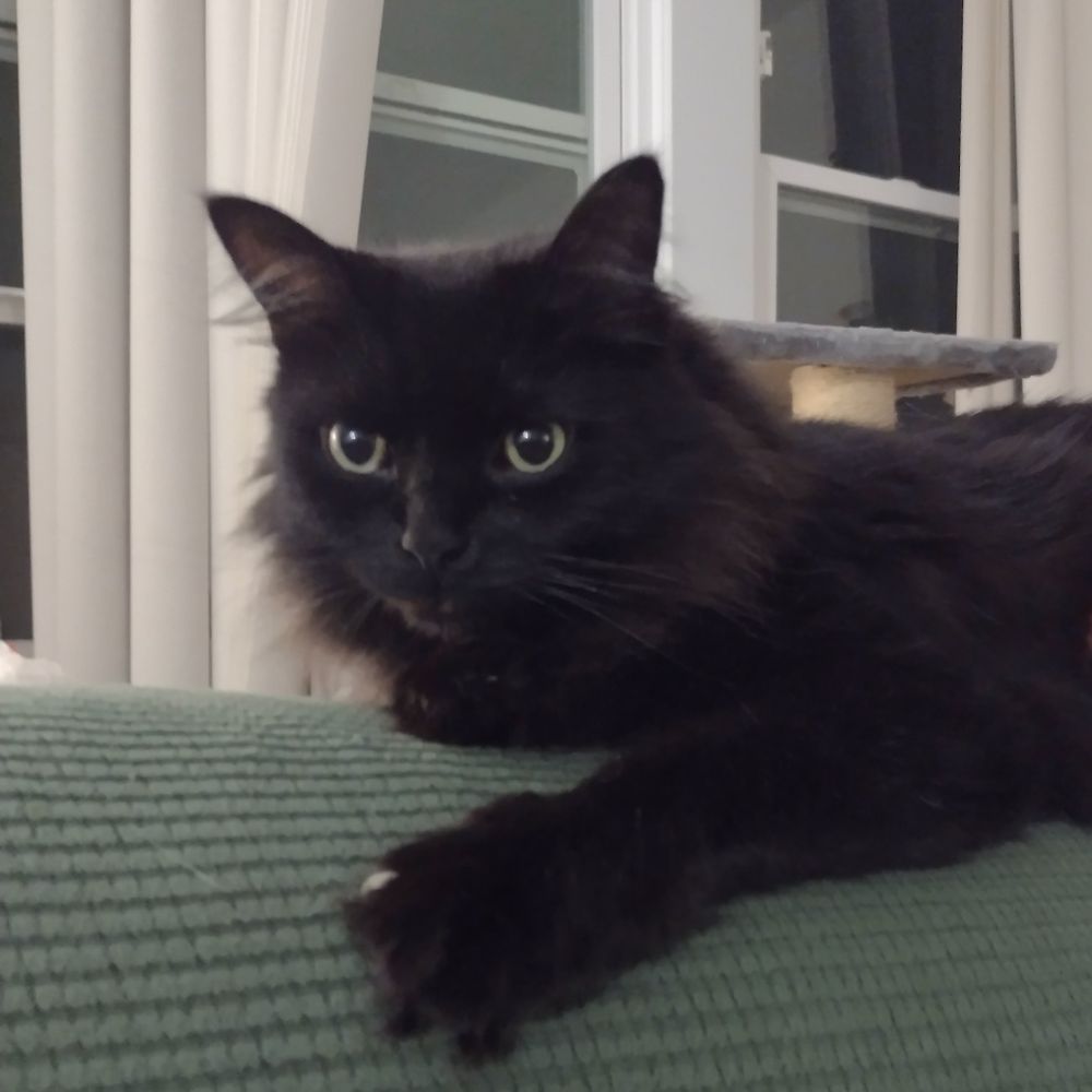 Letterboxd profile picture for @momo