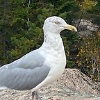 ThePhantomGull