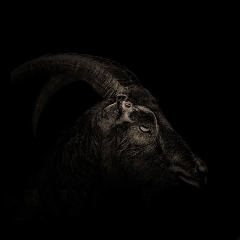 ‎cj’s profile • Letterboxd