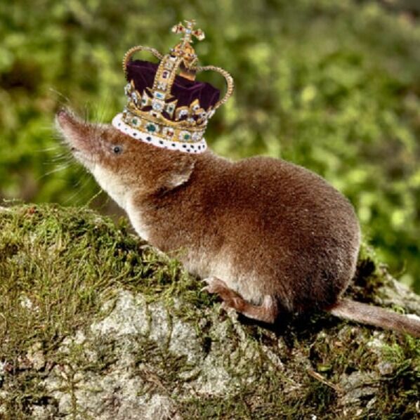 ImaShrew