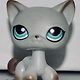 kitty