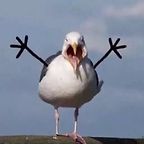 madpenguins