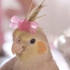 bloobird