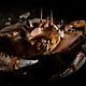 crabfotographer