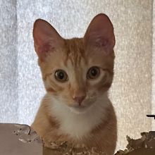 Kitastrophe